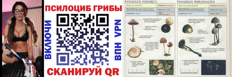 закладки  Чкаловск  Галлюциногенные грибы мухоморы 